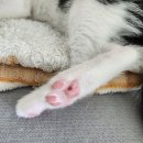 홍천목장 이미지