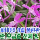 8월 풍란관리 요령과 착한풍란 보급종 전체 &amp; 난자재 영양제 살충제 명품도감 등 이미지