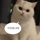 [고급] 성인영어 | 1:1 맞춤 교재 제작해주는 성인 화상영어회화 후기