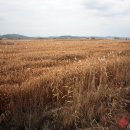 용머리고을 이미지