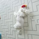 브이알에스 | 강아지체중관리사료 VRS 브이알에스 톤 사료후기