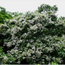 평화마을 이미지