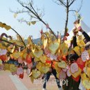 산수유꽃길로 이미지