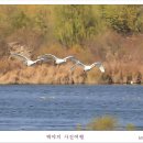 백조 이미지