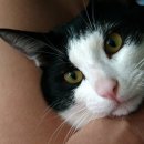 러브냥냥 이미지