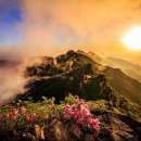 금계1천 이미지