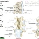 [12강-몸통뼈대6-](116강) 척주의 인대지지-황색인대(ligamentum flavum), 가시사이인대(interspinous L) 이미지