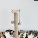 해피도그 | 고양이 스크래쳐 추천템! 트랙볼 장난감까지 가능한 그램도그 원목 수직 기둥 스크래쳐 제품 후기