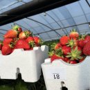 삼례 | [일상] 3월 완주 삼례 딸기축제 후기 🍓