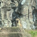 점박이 물범가족 | 서울대공원 동물원 할인 및 리프트패키지 관람 후기 코스 추천