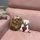 럽댕 강아지분양 이미지