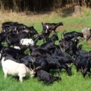 한미숙농장 이미지