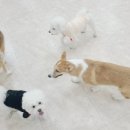 댕댕가르텐 강아지애견유치원호텔 이미지