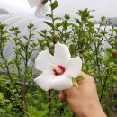 무궁화슈퍼 - 보성군 | 무궁화슈퍼
