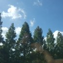태양광합성에 산나무들이 통쾌하다 이미지