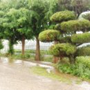 담양숯불갈비 이미지