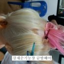 기능장금발헤어