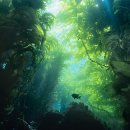 바다의 숲속 이미지