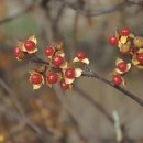 백조농장 이미지