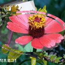 들꽃밥상 이미지