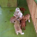 도그빌리지 이미지