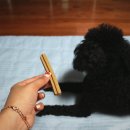 디원덴탈 이미지