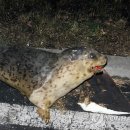 서천소방서-52 이미지