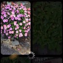 호남숯불갈비 이미지