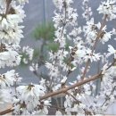 미선