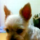 우리집 개구쟁이 이미지