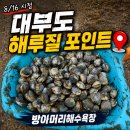 11650-16-8-3 | 대부도 방아머리 해수욕장 해루질 후기｜8월 16일 아이랑 갯벌체험