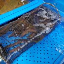 대천항세꼬시 이미지