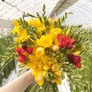 올래농장 이미지