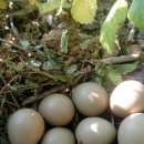 철수 농장 이미지