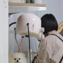 솜사탕 애견미용실 이미지