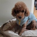 안녕강아지야 이미지