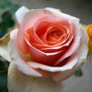 부천-중동-부천-0003 이미지