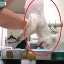 상상동물병원 이미지