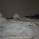 동그란 멍멍이 이미지