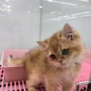 구미 고양이카페 분양 제이캣 이미지