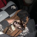 Paxi(팩시) 이미지