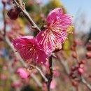 동백펜션 이미지