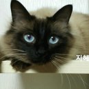 고양이집사 이미지