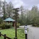 혼자 있다면? 에어비엔비로 체함 신청하세요 Lynn Canyon Suspension Bridge 린케니언 현수교 하이킹