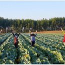 한농 농산물 이미지