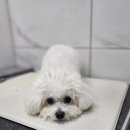 마미몽 펫샵 이미지