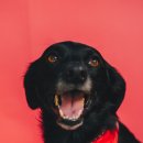 보듬동물병원 이미지