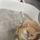 요즘 울집 고양이는 화장실에 그냥 앉아있어 이미지