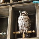 부엉이 스튜디오 이미지