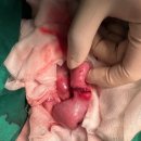 나온동물병원 이미지